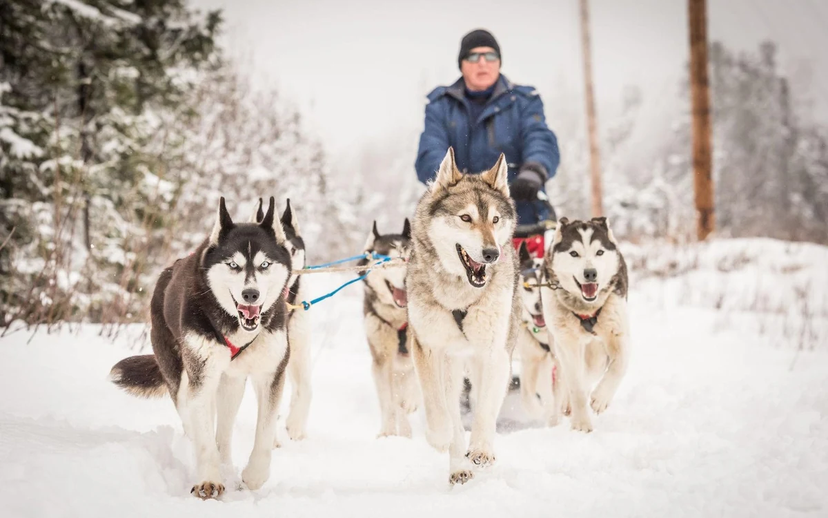 A dog team pulling a sled across snow near Fairbanks with spruce trees behind