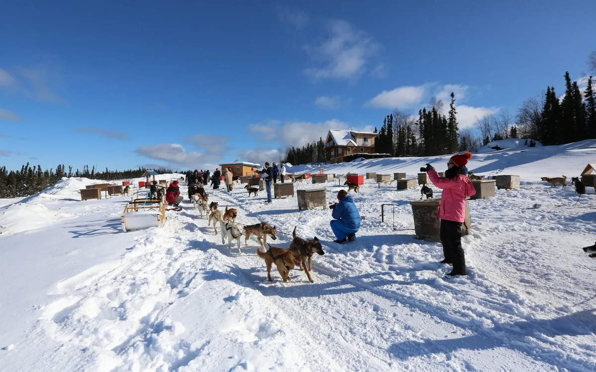 A kennel yard north of Fairbanks: rows of wooden dog houses, sled dogs and visitors in the snow under a blue sky, with a house on the rise behind