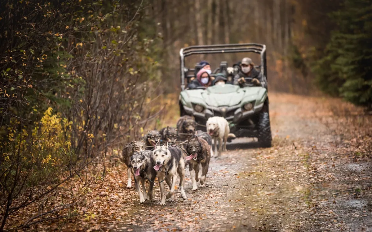 Sled dogs pulling a UTV along a forest trail without snow