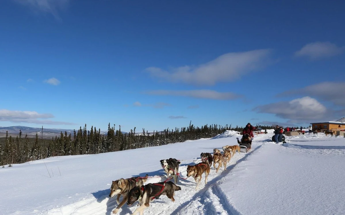 A dog team pulling a sled along a snowy trail under a blue sky outside Fairbanks, spruce forest and low hills behind