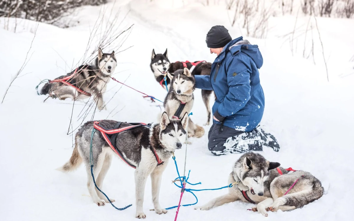 A musher harnessing sled dogs in deep snow at a kennel outside Fairbanks