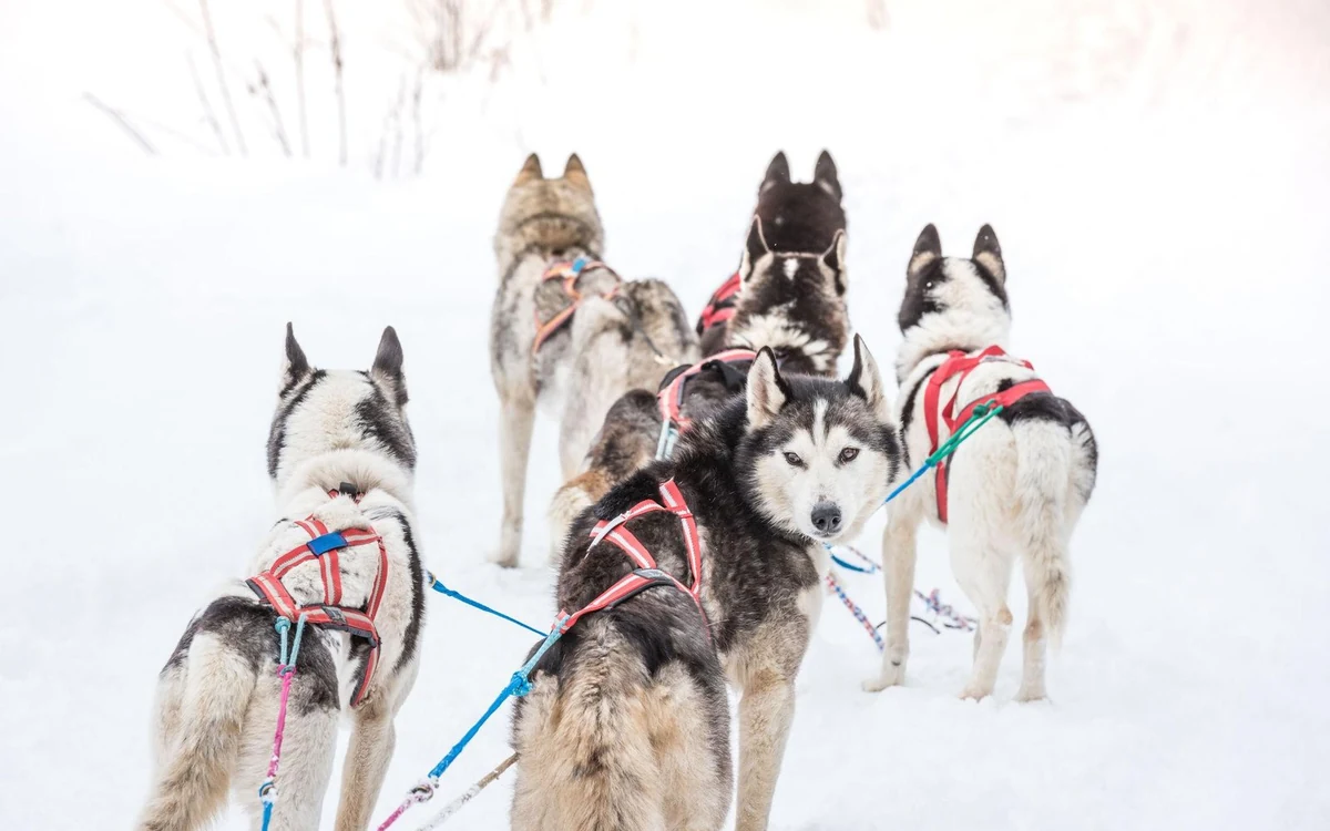Five Siberian huskies in red harnesses standing in deep snow, seen from behind, the lines slack and one dog looking back over its shoulder