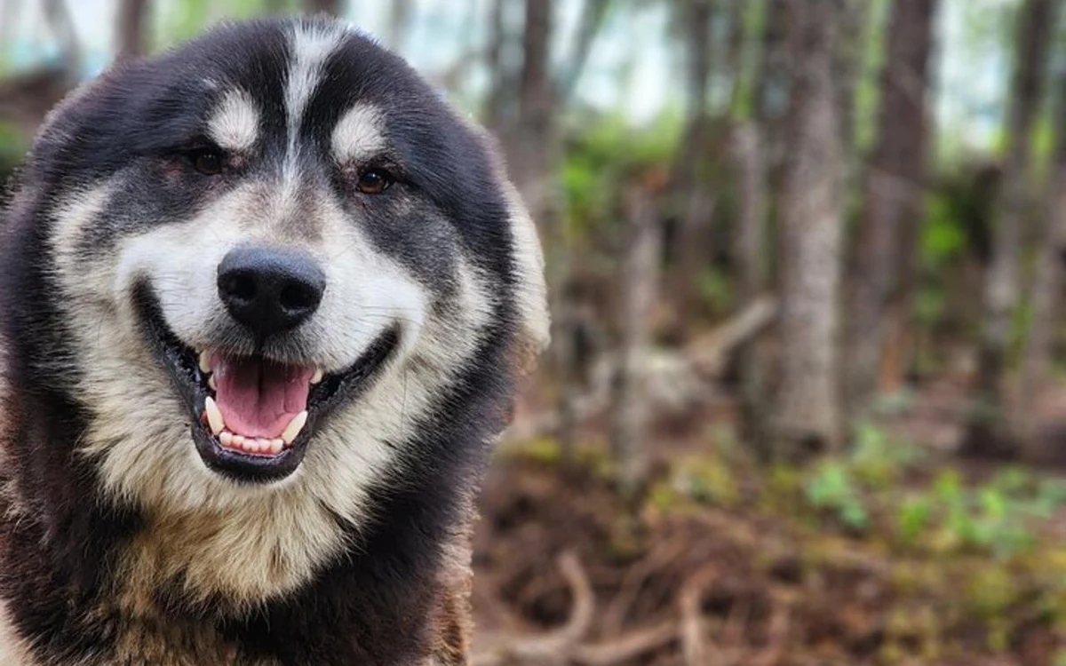 A sled dog’s face close up, mouth open and eyes half-closed against the light, with the trunks of the boreal forest blurred behind