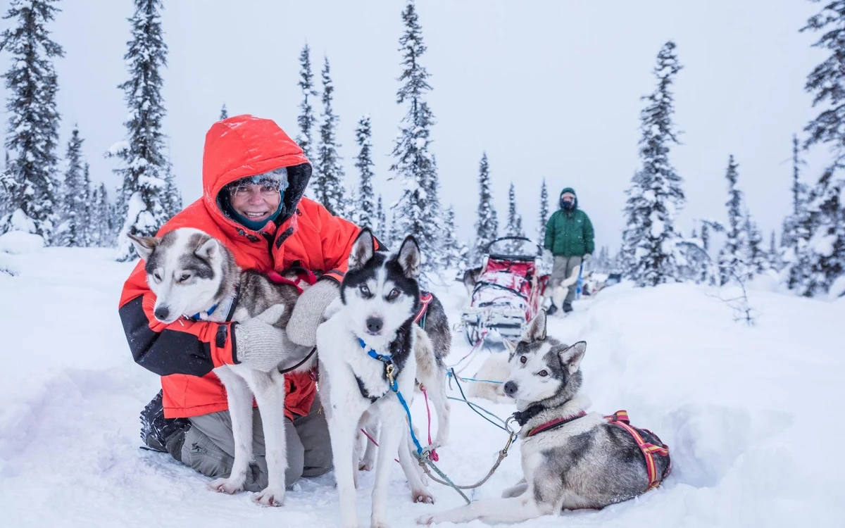 A musher in a red jacket crouching beside sled dogs in the snow near Fairbanks