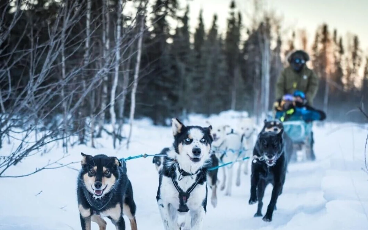 A sled dog team running head-on toward the camera along a snowy forest trail at dusk, the musher standing on the sled behind them