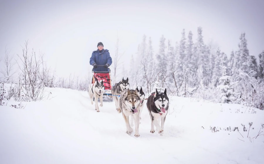 A dog team running down a snowy trail towards the camera with a musher on the sled behind