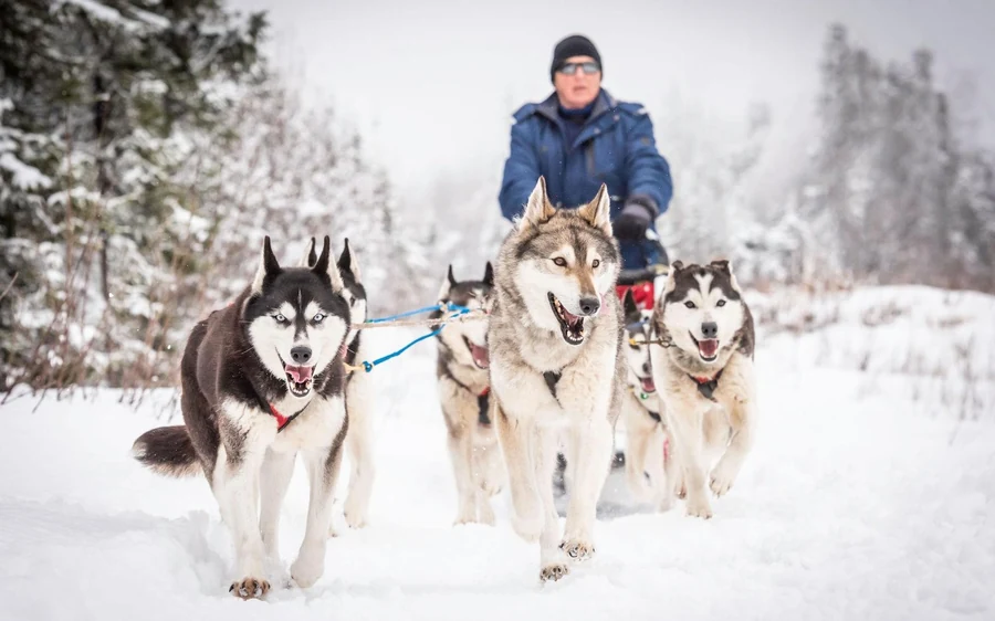 A team of Siberian huskies running towards the camera with a musher on the sled behind