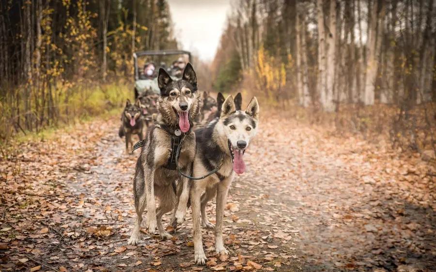 Two sled dogs in harness on a leaf-covered trail with a UTV behind them