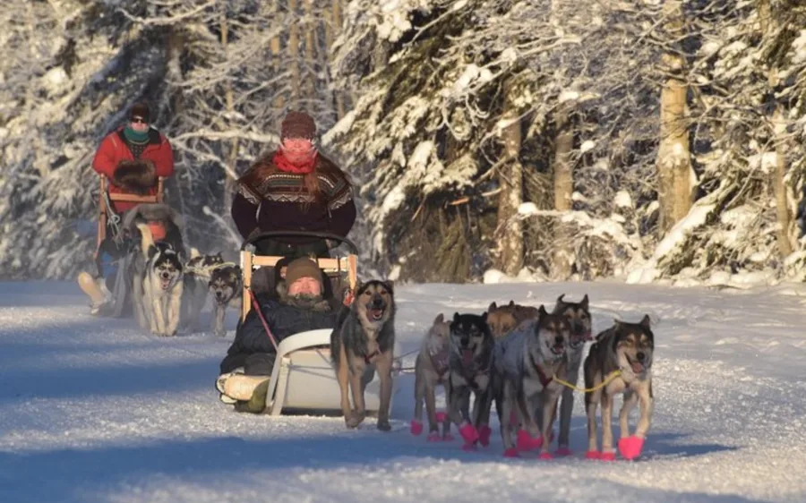 Two dog teams on a snowy forest trail, passengers seated in the sleds and mushers standing behind