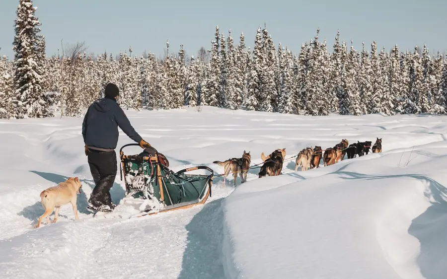 A musher pushing a loaded sled behind a dog team on a deep-snow trail towards a spruce forest