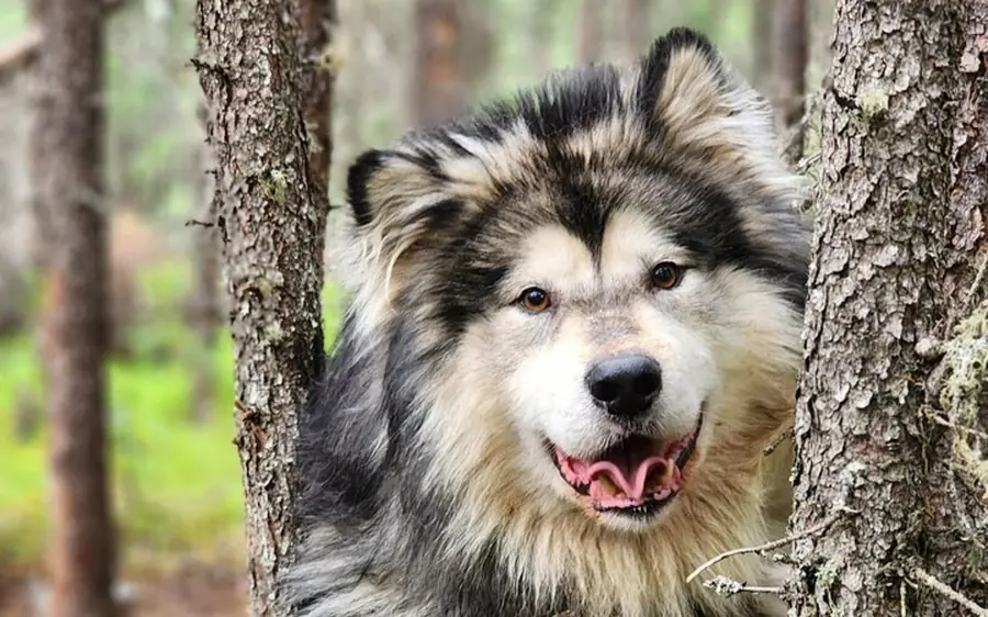 A fluffy husky looking out between two tree trunks in a summer forest