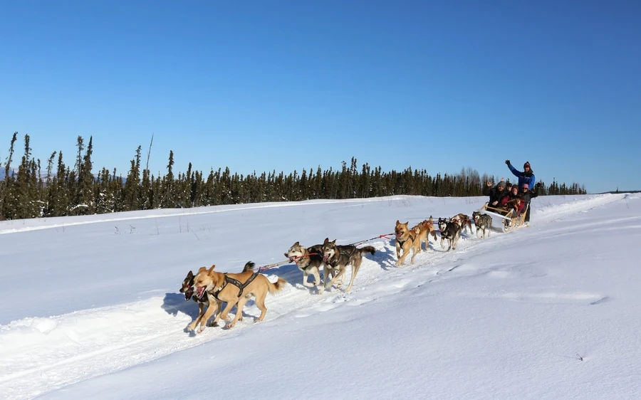 A dog team pulling a sled with passengers across open snow under a blue sky, spruce behind