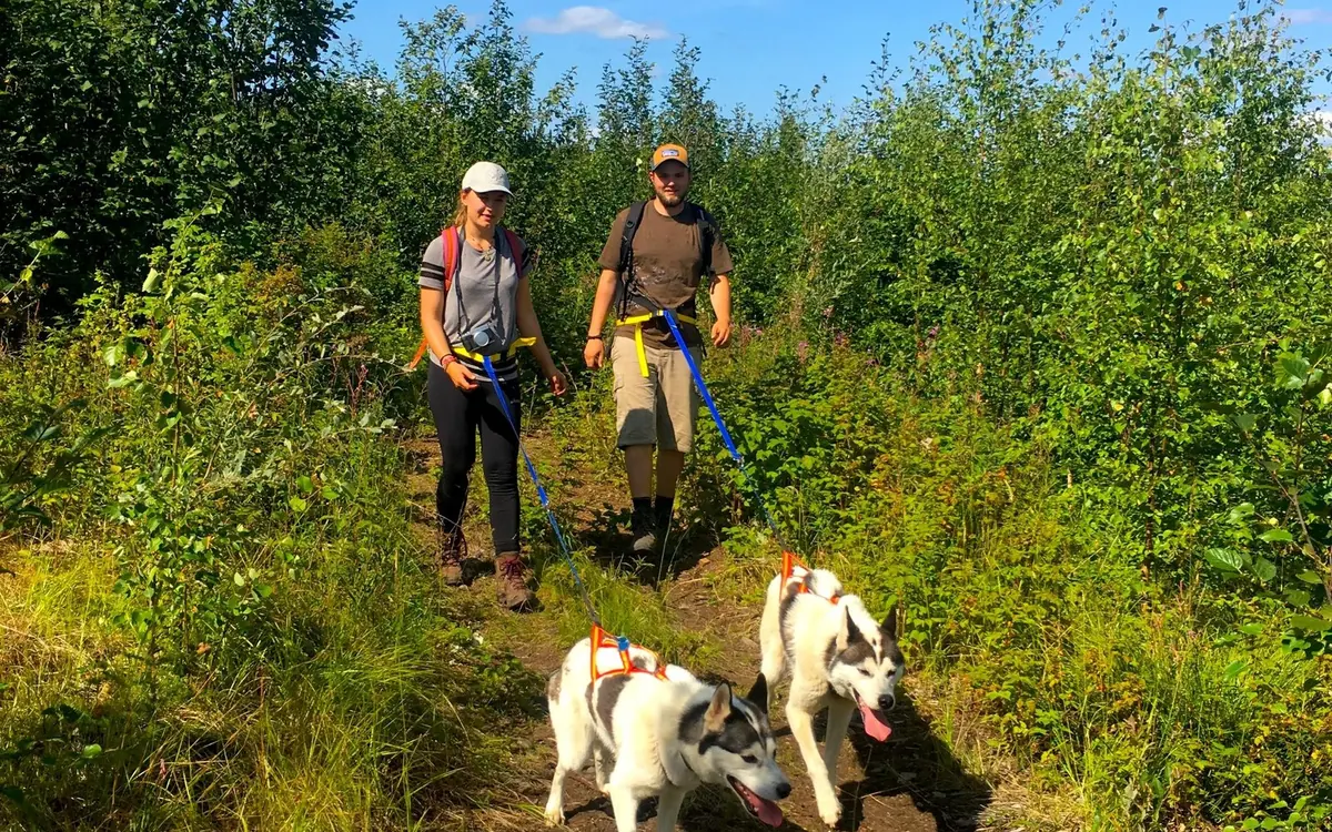 Two hikers on a narrow green trail through summer birch and willow, each with a husky in harness on a line ahead of them