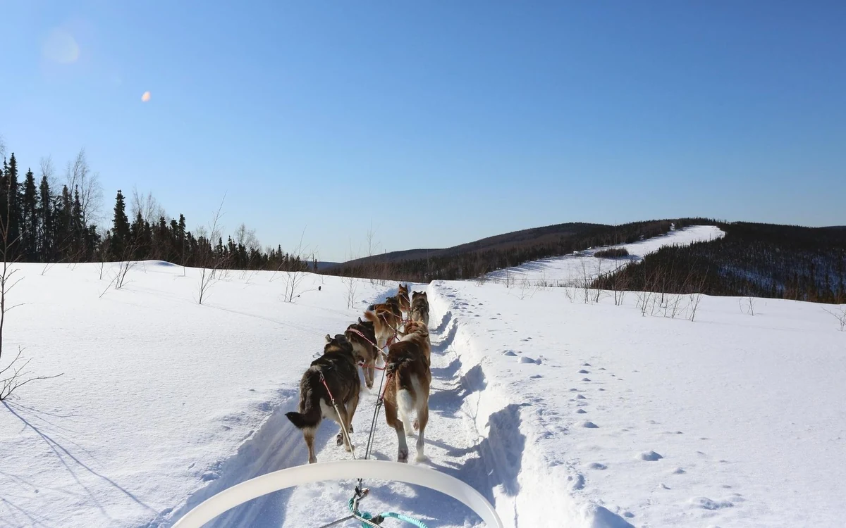 The backs of a dog team seen from inside the sled on a snowy trail near Fairbanks